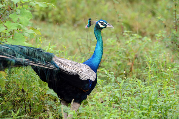 Peacock, Udawalawe National park, Sri Lanka