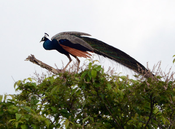 Peacock on the top of a tree, Udawalawe National Park