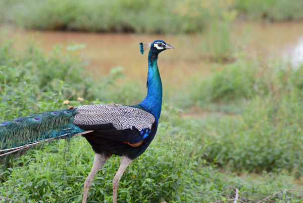 Technically, Indian Peafowl (Pavo cristatus)