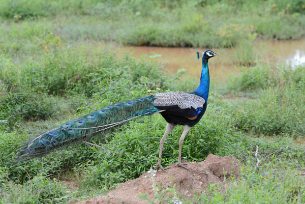 Peacock, Udawalawe National park, Sri Lanka