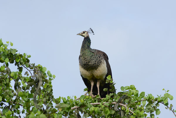Peahen, Udawalawe National Park, Sri Lanka