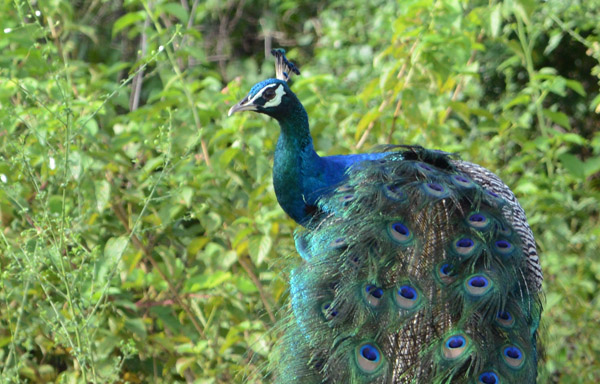 Peacock, Udawalawe National Park