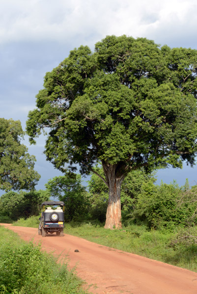 Road through Udawalawe National Park