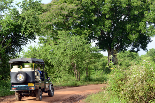 Morning jeep safari through Udawalawe National Park