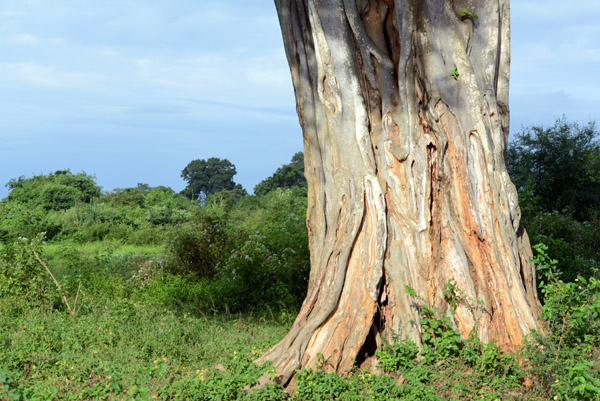 Trunk of a large tropical tree, Udawalawe National Park