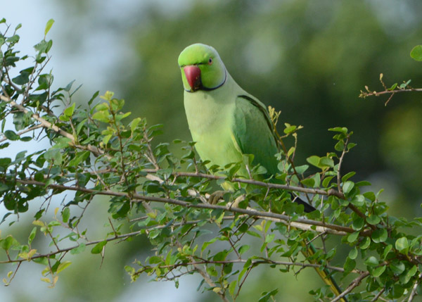 Ring-Necked Parakeet (Psittacula krameri), Sri Lanka
