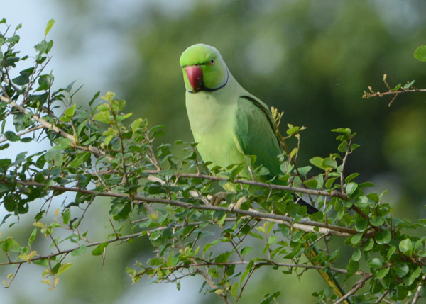 Ring-Necked Parakeet (Psittacula krameri), Sri Lanka