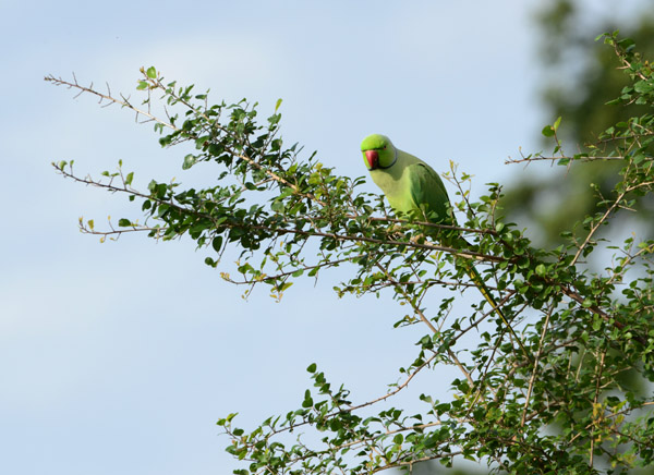 Ring-Necked Parakeet, Udawalawe National Park