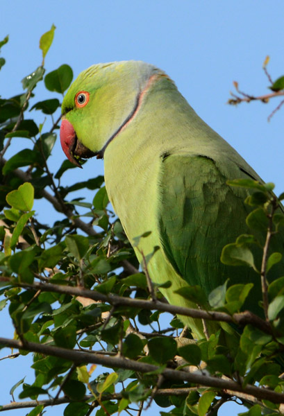 Ring-Necked Parakeet, Sri Lanka