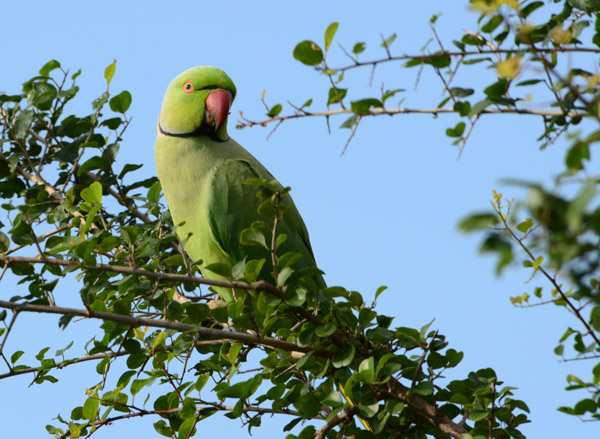 Ring-Necked Parakeet (Psittacula krameri), Sri Lanka