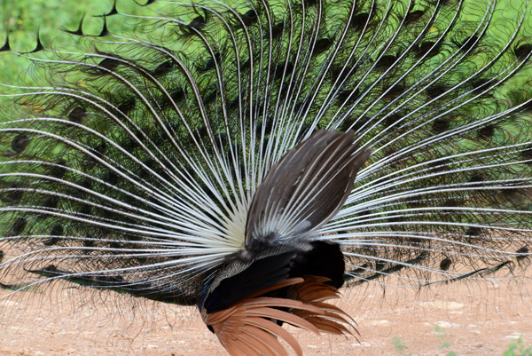 Back side of a displaying peacock, Udawalawe National Park