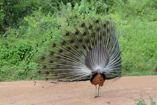 There should be audio because the peacock is shaking this feathers making a unique sound