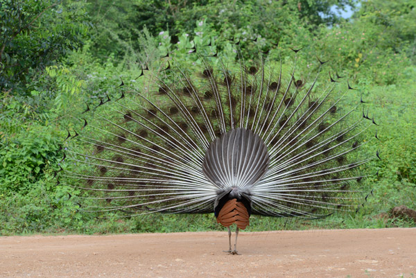 Peacock on display, Udawalawe National Park, Sri Lanka