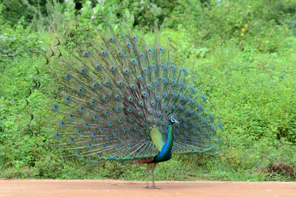 Finally the peacock rotates towards us for a front-side view