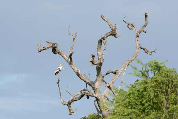 Painted stork perched on a dead tree, Udawalawe National park