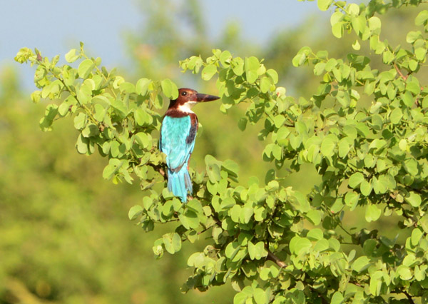 White-Throated Kingfisher (Halcyon smyrnensis)