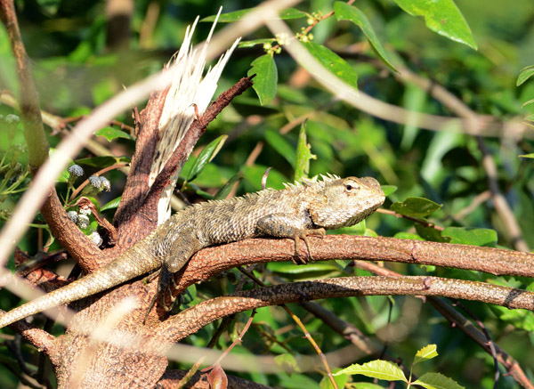 Garden Lizard (Calotes versicolor), Sri Lanka