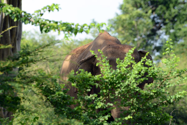 Lone bull elephant behind a bush, Udawalawe National Park