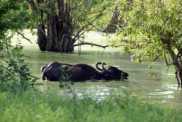 Water buffalo in a water hole, Udawalawe National Park