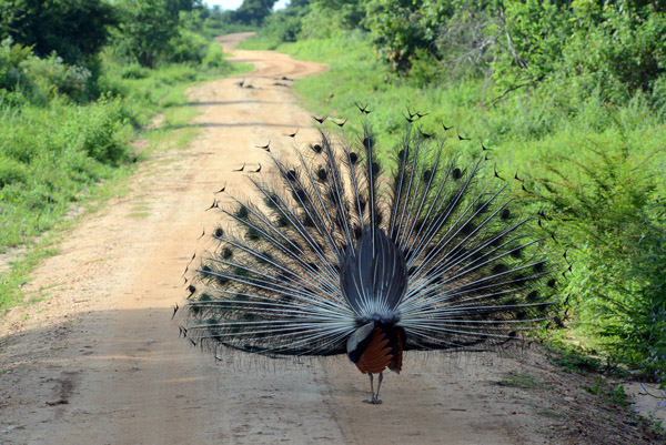 Peacock on display, Udawalawe National Park, Sri Lanka