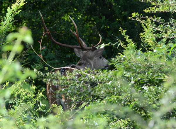 Sri Lankan axis deer (Axis axis ceylonensis) disappearing into the bush