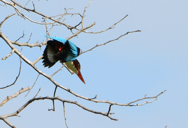 Diving kingfisher, Udawalawe National park