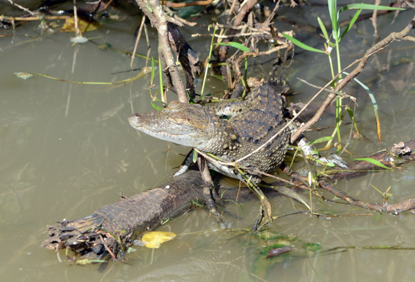 Juvenile marsh (mugger) crocodile (Crocodylus palustris), Udawalawe National Park, Sri Lanka