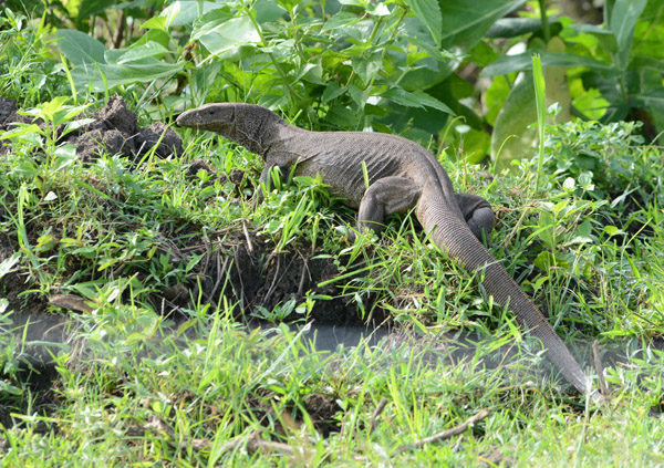 Indian monitor (Varanus bengalensis), Udawalawe National Park, Sri Lanka