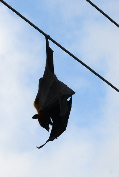 Indian flying fox (Pteropus giganteus), most common bat found on Sri Lanka