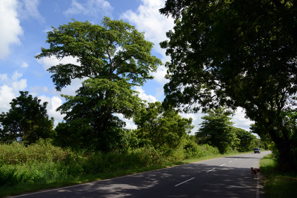 The main road along the southern boundary of Udawalawe National Park