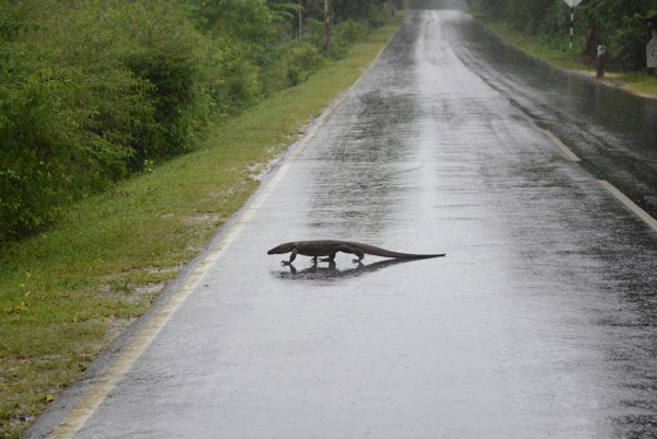 A monitor lizard crosses the road in the rain