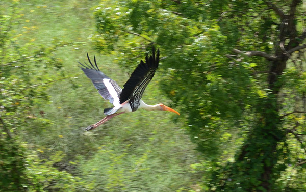 Sri Lanka, a bird lover's paradise. A painted stork in flight
