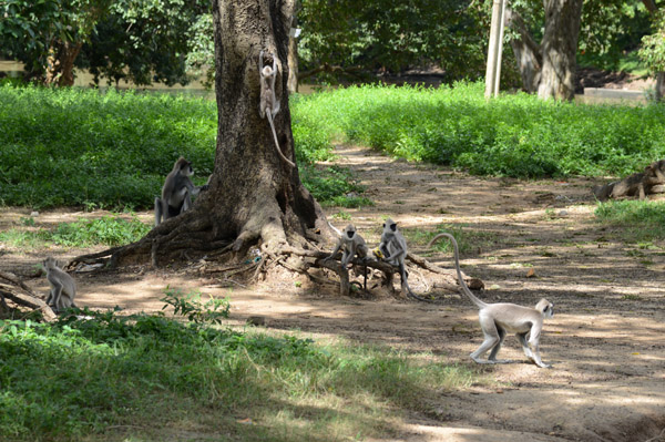 Monkeys on the way to Kataragama Temple