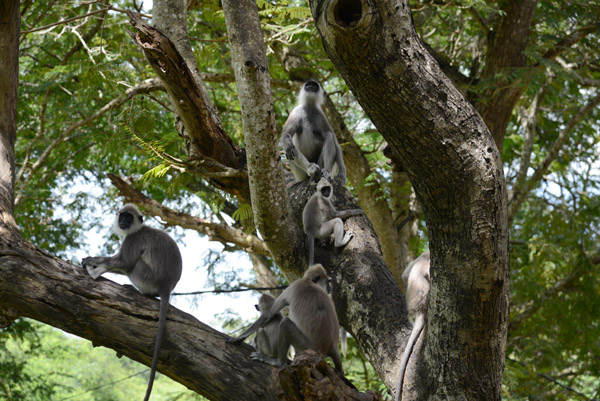 Common Sri Lankan primate, the Tufted Gray Langur (Semnopithecus priam)