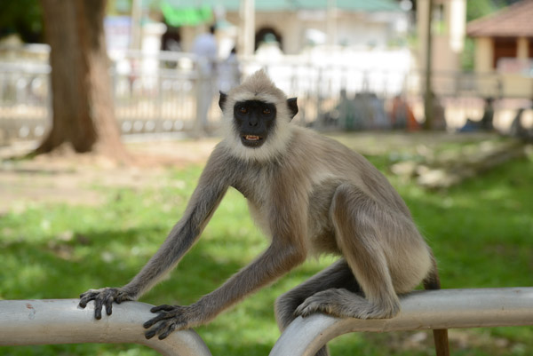 Temple monkey on a rail, Kataragama