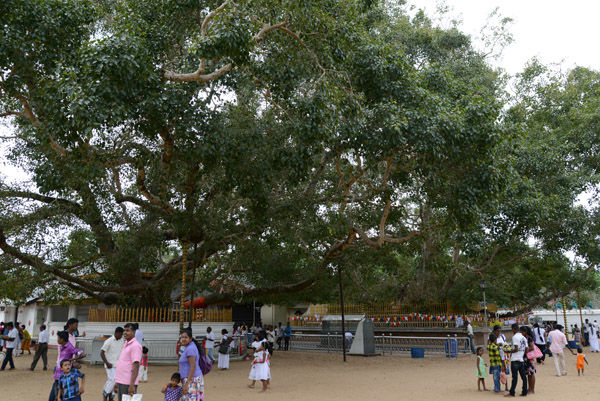 The sacred Bodhi Tree, Kataragama