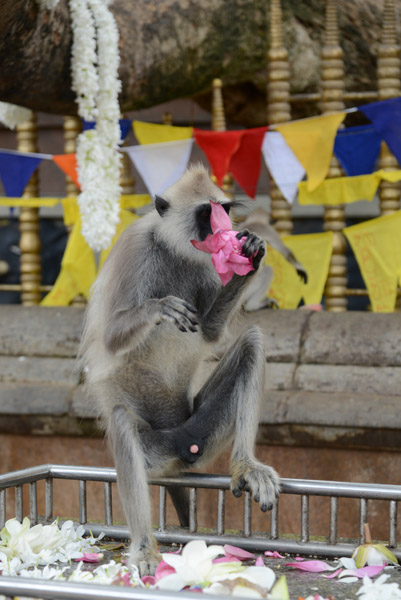 Temple monkey munching on flower offerings, Kataragama