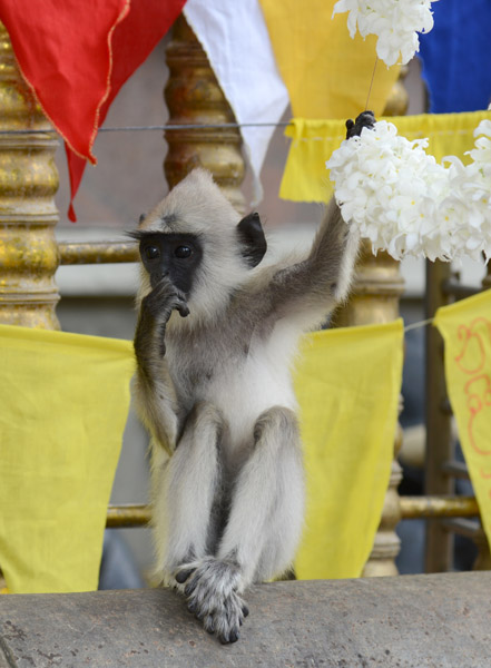 Temple monkey, Kataragama
