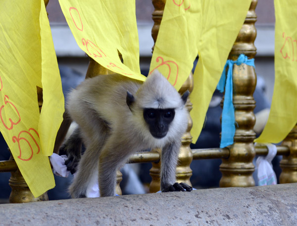 Monkey and yellow prayer flags, Kataragama