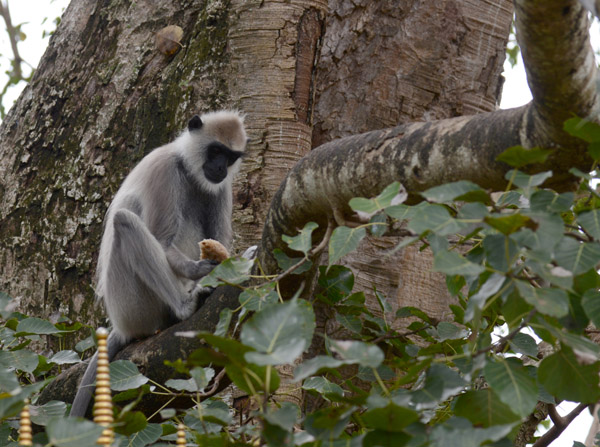 Temple monkey in the Bodhi Tree, Kataragama