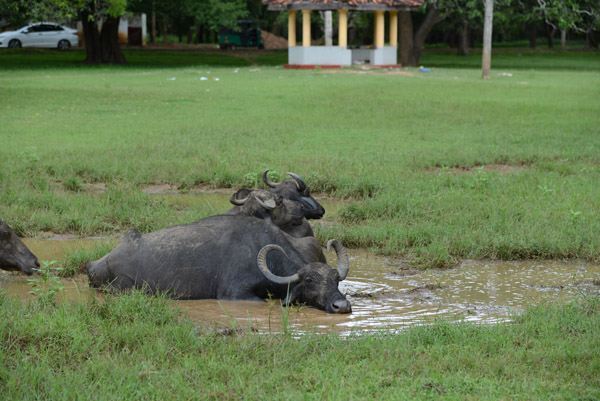 Water buffalo enjoying a mud puddle, Kataradama