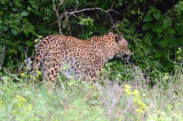 Yala National Park