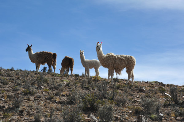 BoliviaMay14 5048.jpg