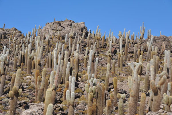 BoliviaMay14 7273.jpg