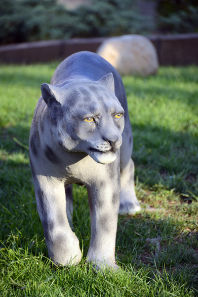 Snow Leopard, Almaty