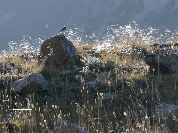 Bird on a rock with backlit grass