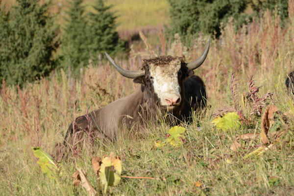 Yak resting in the grass, Shymbulak