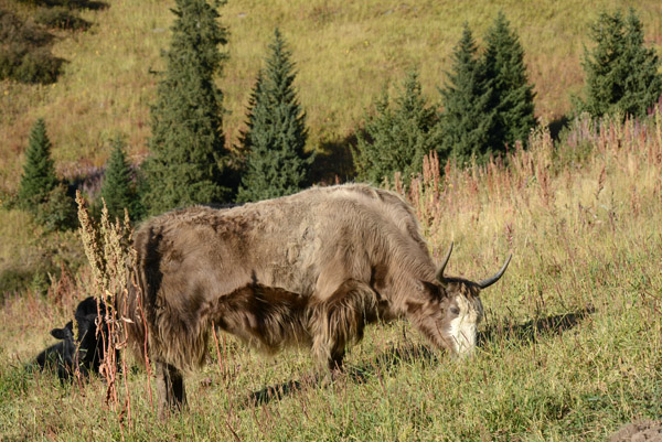 Yak grazing, Shymbulak