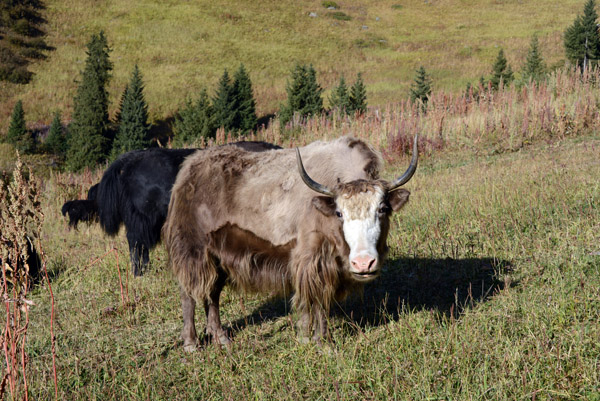 Yaks at Shymbulak, Kazakhstan