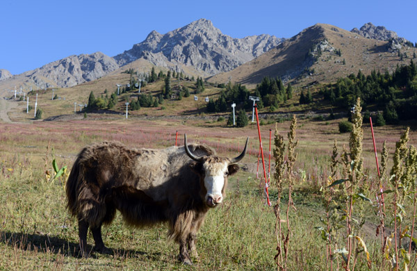 Yak at Shymbulak Ski Resort, Kazakhstan